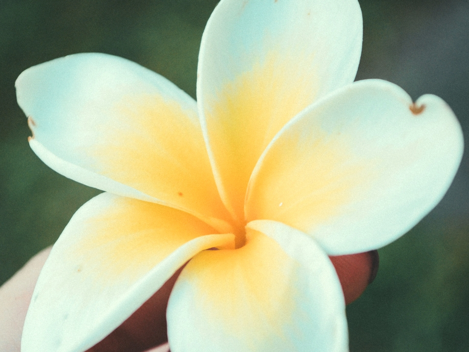 Hawaiianische-Massage-Blüte-Frangipani Hawaiianische-Massage-Blüte-Frangipani