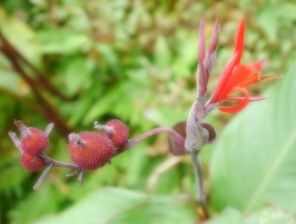 Kahi-Lomi-Massage-Practitioner